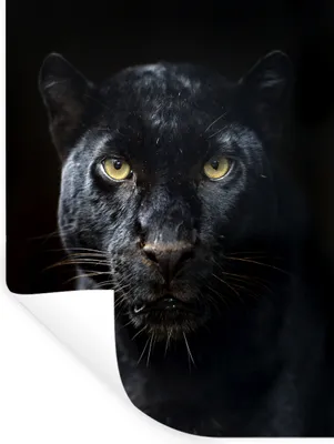 Produktbild von MuchoWow® - Repositionierbar - Wasser abweisend