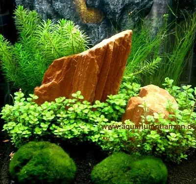 Produktbild von Nano XII Set Aquarium 15-25 l Pflanzen, Kies, Deko