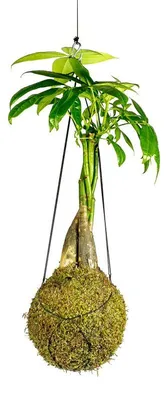 Produktbild von Gardners Kokedama: Pachira mit verflochtenem Stamm (L)