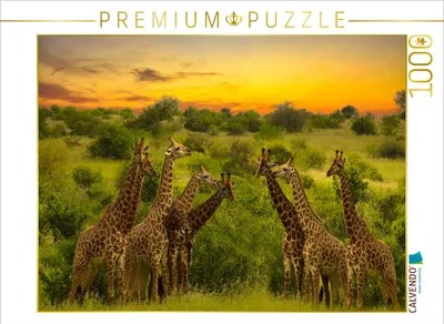 Produktbild von CALVENDO Puzzle Giraffenversamlung | 1000 Teile Lege-Größe 64x48cm Foto-Puzzle für glückliche Stunden