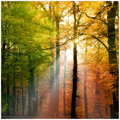 Produktbild von Wallario Möbeldesign -  Glasplatte, Schutzplatte mit Motiv - geeignet für Ikea Lack Tisch, Größe: 55 x 55 cm, Motiv: Sonnenuntergang im Herbstwald