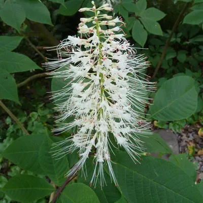 Produktbild von Strauchkastanie - Aesculus parviflora  | 60-80 cm in Container
