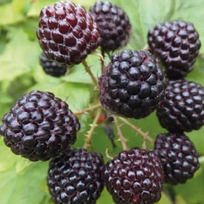 Zdjęcie produktu dla Malina czarna Black Jewel 2L
