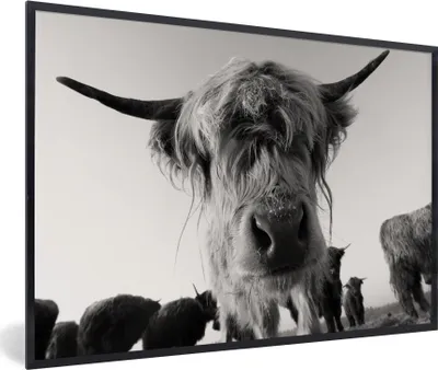 Produktbild von MuchoWow® Gerahmtes Poster Schottischer Highlander - Schwarz - Weiß - Tiere 90x60 cm - Poster mit Schwarzem Bilderrahmen Wandposter Rahmen Foto Bilder - Fotorahmen - Foto-Plakat