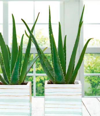 Produktbild von BALDUR Garten 1x Echte Aloe Vera, Pflanze im 10,5 cm-Topf, Gel vielseitig verwendbar, pflegeleicht, dekorative Trendpflanze, Grünpflanze, mehrjährig - frostfrei halten, Aloe barbadensis