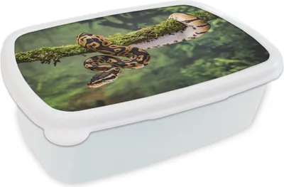 Produktbild von KitchenYeah® Lunchbox Brotzeit Brotdose 17x11 cm Schlange - Zweig - Regenwald Kinder Brotzeitdose - Lunch Box - Kinder - Sandwich-Box - Schulbox - Lunch Boxen