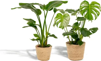 Zdjęcie produktu dla Zestaw roślin doniczkowych Strelitzia Nicolai i Monstera Deliciosa w koszu