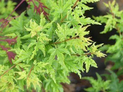Produktbild von Ahorn palmatum Shishigashira - Japanischer Ahorn - Stämmchen
