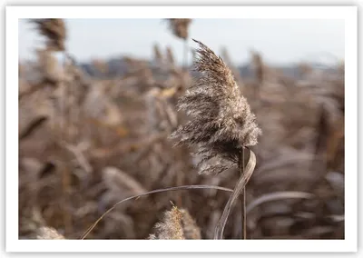 Produktbild von Poster - Poster ohne Rahmen - Boho Ähren Gras - 100x70 cm - Wand Bild - Wanddeko - Wandbilder - Kunstposter - Wandposter - Bilder - Kunstdruck - Wanddekoration - Wandbild - P2XAA100x70-4763
