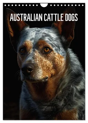 Produktbild von Australian Cattle Dogs (Wandkalender 2027 DIN A4 hoch), CALVENDO Monatskalender
