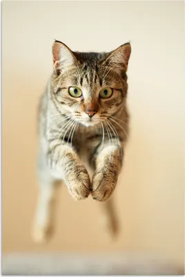 Produktbild von MuchoWow® Poster Katze - Braun - Springen 120x180 cm - Kunstposter