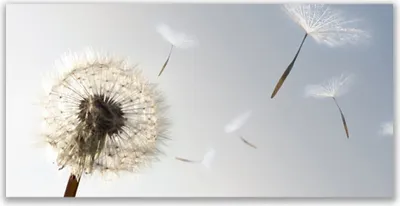 Produktbild von Glasbilder 140x70 Wandbild Druck auf Glas Pusteblume Pflanzen