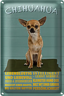 Produktbild von Blechschild Spruch 20x30cm Chihuahua Hund lebenslustig