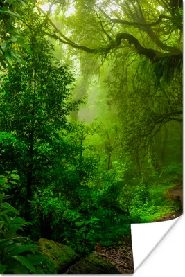 Produktbild von MuchoWow® Poster Landschaft - Dschungel - Tropisch - Sonne - Grün 80x120 cm - Papierdruck