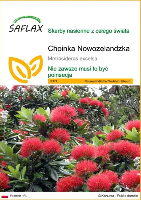 Zdjęcie produktu dla SAFLAX - Choinka Nowozelandzka - 300 Nasiona - Metrosideros excelsa