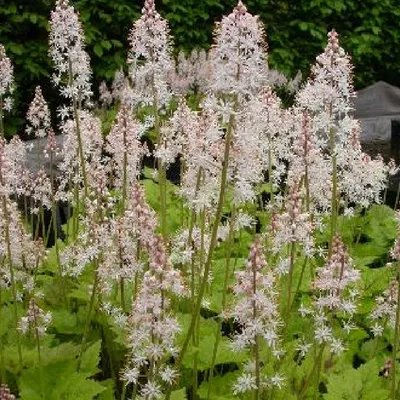 Image de 6 plants de Schaumblüte Timbuktu - Tiarella 'Tiger Stripe' | Pot de 9x9 cm