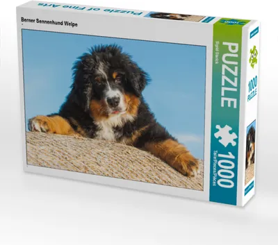 Produktbild von CALVENDO Puzzle Berner Sennenhund Welpe | 1000 Teile Lege-Größe 64x48cm Foto-Puzzle für glückliche Stunden