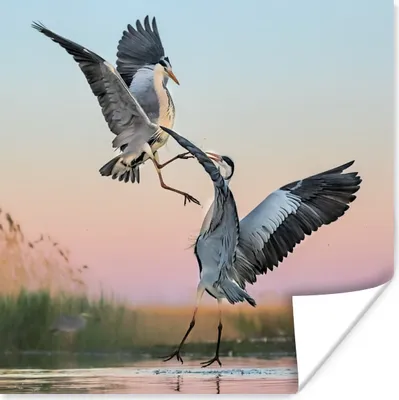 Produktbild von MuchoWow® Poster Vögel - Kämpfen - Spielen 100x100 cm - Babyzimmer