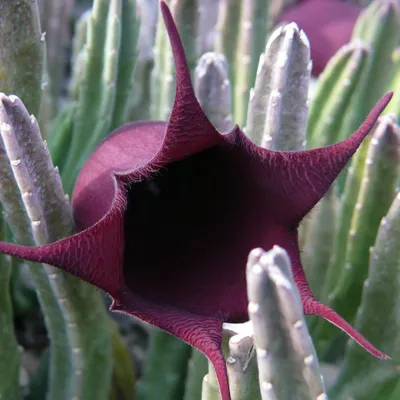 Zdjęcie produktu dla Kwiat-przynętka (Stapelia leendertziae)  – 5 sztuk