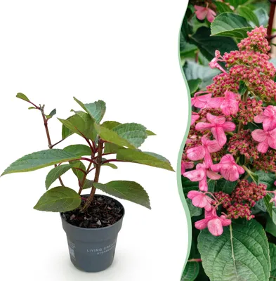 Zdjęcie produktu dla Hydrangea panniculata Living Infinity - Hortensja - Odporna - Biała - 20-30cm - Ø12cm - Roślina ogrodowa