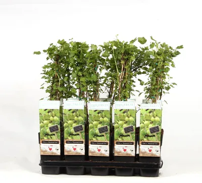 Image de Groseille à maquereau Hinnonmäki vert 60-70 cm Ribes uva-crispa Hinnonmäki vert