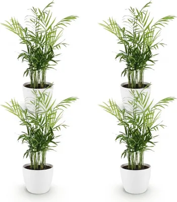 Image de Lot de 4 plantes d'intérieur Chamaedorea elegans avec pot blanc Ø12cm, hauteur
