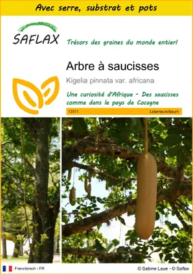 Image de SAFLAX Ensemble de culture - Arbre à saucisses - 10 graines - Kigelia
