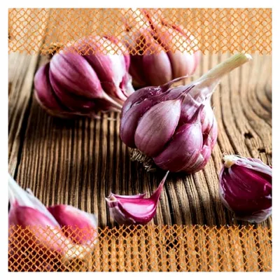 Produktbild von Winterpflanzknoblauch XXL Morado 3 Knollen es Pflanzgut, keine Samen – Knollengröße 50-60 mm – winterhart, würzig-scharfer Knoblauch aus Spanien