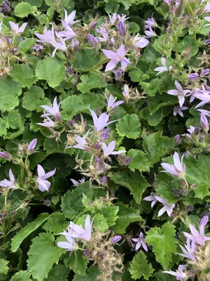 Zdjęcie produktu dla 6 x Campanula posch. 'Lisduggan Var - Campanula w doniczce 9x9 cm