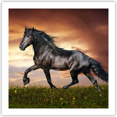 Produktbild von Poster - Poster ohne Rahmen - Pferd Tier Wiese - 60x60 cm - Wand Bild - Wanddeko - Wandbilder - Kunstposter - Wandposter - Bilder - Kunstdruck - Wanddekoration - Wandbild - P2XAC60x60-2608