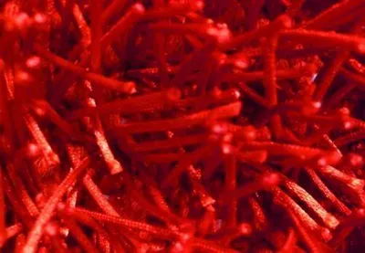 Immagine prodotto di Shaggy Marmala 109 rosso (170x240 cm)