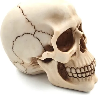 Produktbild von Lebka vysoká 15 cm - MC-30685