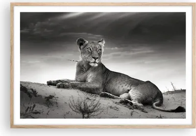 Produktbild von Gerahmtes Poster - Rahmen in heller Eiche - Tierwelt weiblich katze Tier - 91,5x61 cm - Wand Bild - Wanddeko - Wandbilder - Wandposter - Bilderrahmen - Bilder - Kunstdruck - Wandbild - P2NAA91x61-3165