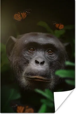Produktbild von MuchoWow® Poster Affe - Dschungel - Schmetterling 60x90 cm - Wanddekoration