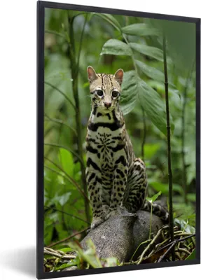 Produktbild von MuchoWow® Gerahmtes Poster Ozelot aus Costa Rica 40x60 cm - Poster mit Schwarzem Bilderrahmen Wandposter Rahmen Foto Bilder - Papierdruck - Wandbilder