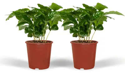 Produktbild von Coffea Arabica - Kaffeepflanze | 2 Stück - 25cm - Ø12cm - Zimmerpflanze - Immergrün - Multideal