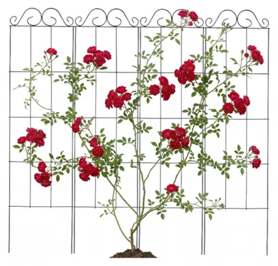 Image de Treillis Relaxdays, lot de 4, H x L : 116 x 30 cm, métal, support pour plantes grimpantes, jardin, support pour rosiers, noir