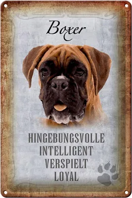Produktbild von Blechschild Spruch 20x30cm Boxer Hund intelligent Schild