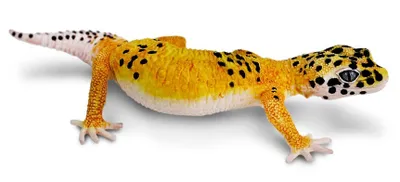 Produktbild von Safari Ltd 102504 Leopardgecko 18 cm Serie Reptilien