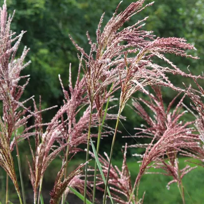 Produktbild von 6 x Chinaschilf Malepartus - Miscanthus sinensis 'Malepartus'  | Topf 9cm x 9cm