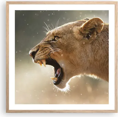 Produktbild von Gerahmtes Poster - Rahmen in heller Eiche - Löwe Löwin Reißzähne - 60x60 cm - Wand Bild - Wanddeko - Wandbilder - Wandposter - Bilderrahmen - Bilder - Kunstdruck - Wandbild - P2NAC60x60-4137