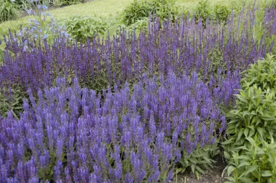 Produktbild von Salvia nemorosa 'Wesuwe', Steppensalbei, violett, ca. 9x9 cm Topf