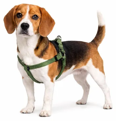 Produktbild von Hundegeschirr Ziggi kaki Step&go Größe M 35-60 cm Nylon verstellbar