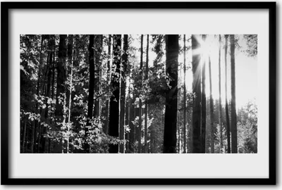 Produktbild von Bild 60x40 MDF-Rahmen Wandkunst Natur Wald Bäume