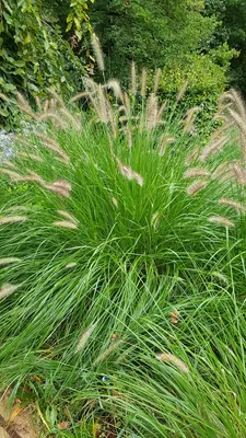 Image de Pennisetum alopecuroides 'Compressum' / Herbe aux écouvillons