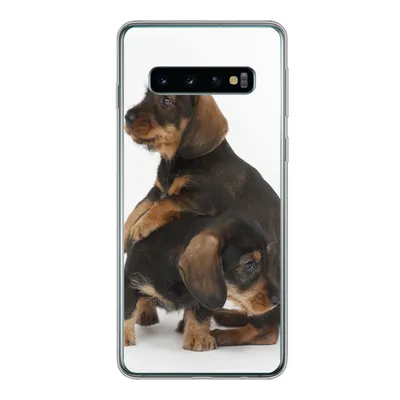 Produktbild von MuchoWow® Handyhülle Schutzhülle Hülle für Samsung Galaxy S10 Studiofoto von zwei süßen Dackeln Silikon Softcase Handy Hülle - Handytasche