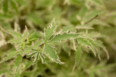 Produktbild von Acer palmatum 'Butterfly', Japanischer Ahorn, buntes Laub, 60–80 cm