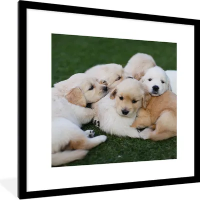 Produktbild von MuchoWow® Gerahmtes Poster Tiere - Welpen - Hunde 40x40 cm - Poster mit Schwarzem Bilderrahmen Wandposter Rahmen Foto Bilder - Poster - Plakat im Rahmen
