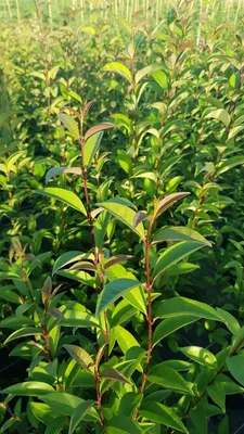Image de Ligustrum japonicum / Troène du Japon