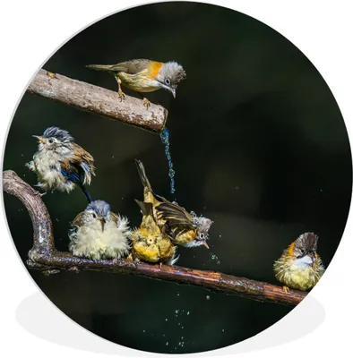 Produktbild von MuchoWow® Rundes Wandbild - Runde Bilder Vogel - Zweig - Wasser Ø 60 cm Kreis Wanddekoration Kunststoff - Wandkreis - Wandschmuck - Wand Kreis - Das Schlafzimmer - Die Bilder - Wandmalerei - Kunst für das Haus - das Plastik